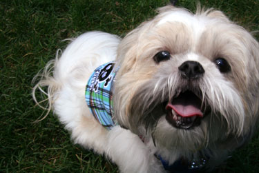 #70 of 97 : 2009-06-25_1218_44761.jpg