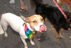 2011 Capital Pride Parade #309